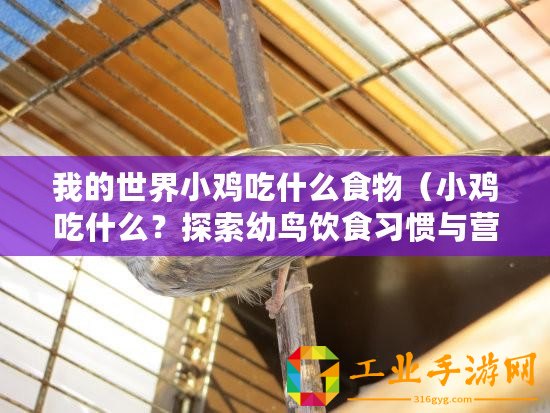 我的世界小雞吃什么食物(小雞吃什么?探索幼鳥(niǎo)飲食習(xí)慣與營(yíng)養(yǎng)需求的奧秘?。? title=