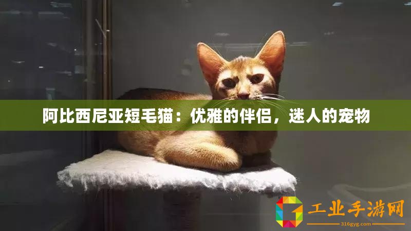 阿比西尼亞短毛貓：優(yōu)雅的伴侶，迷人的寵物