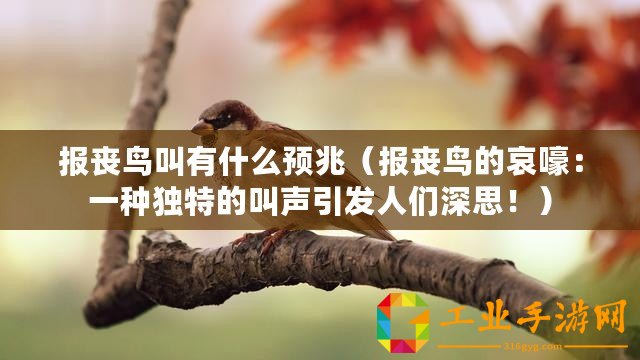 報喪鳥叫有什么預(yù)兆(報喪鳥的哀嚎:一種獨特的叫聲引發(fā)人們深思?。? title=