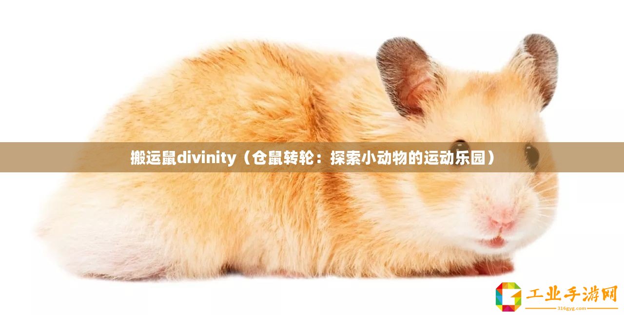 搬運(yùn)鼠divinity（倉(cāng)鼠轉(zhuǎn)輪：探索小動(dòng)物的運(yùn)動(dòng)樂(lè)園）