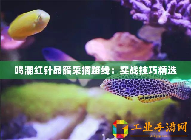 鳴潮紅針晶簇采摘路線：實(shí)戰(zhàn)技巧精選