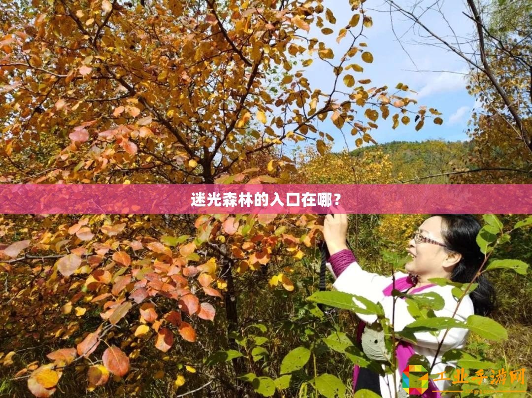 迷光森林的入口在哪？