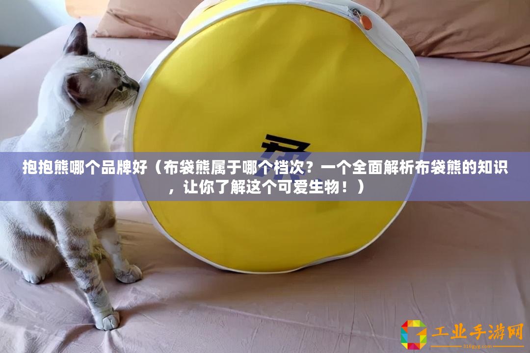 抱抱熊哪個品牌好(布袋熊屬于哪個檔次?一個全面解析布袋熊的知識,讓你了解這個可愛生物?。? title=